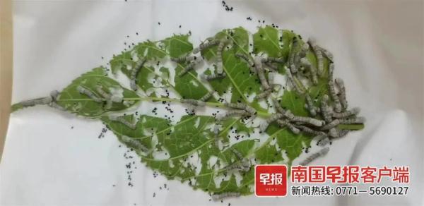 南宁不少小学生在做同件事!家长操碎了心,都在找这东西 南宁不少小学生在做同件事!家长操碎了心,都在找这东西