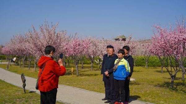 石家庄正定:古城梅花盛放 尽显春日好颜色 石家庄正定:古城梅花盛放 尽显春日好颜色