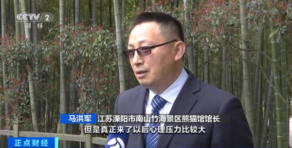 大熊猫饲养员招聘来啦！合适人选很难找？原因是→