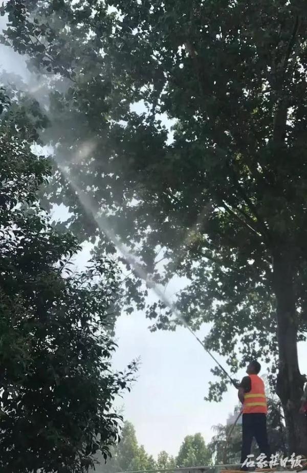 又到一年飞絮时，看石家庄这样治理，还需注意……