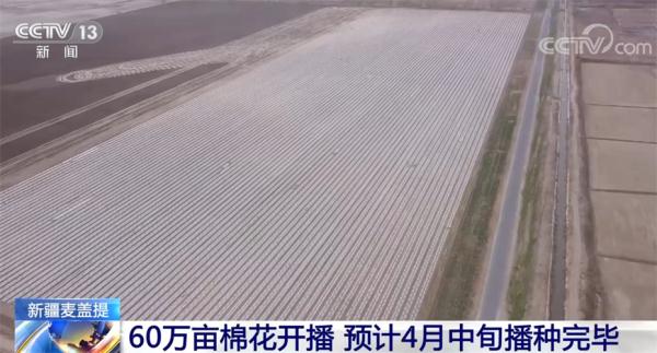 新疆麦盖提60万亩棉花开播 机械化助力抢墒播种