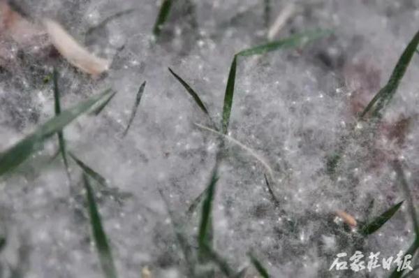 又到一年飞絮时，看石家庄这样治理，还需注意……
