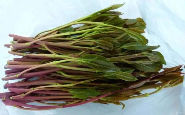 这些野菜可致命!快告诉家里人… 这些野菜可致命!快告诉家里人…