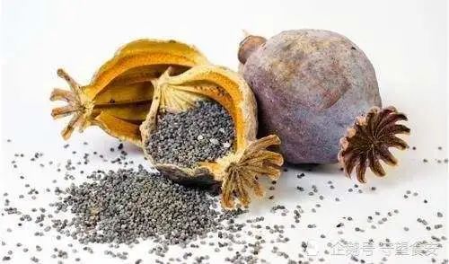 这些野菜可致命!快告诉家里人… 这些野菜可致命!快告诉家里人…