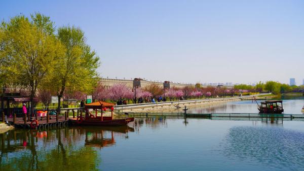 石家庄正定:古城梅花盛放 尽显春日好颜色 石家庄正定:古城梅花盛放 尽显春日好颜色