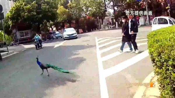 云南人的日常:又有孔雀"出逃"!昆明街头闲逛 云南人的日常:又有孔雀"出逃"!昆明街头闲逛