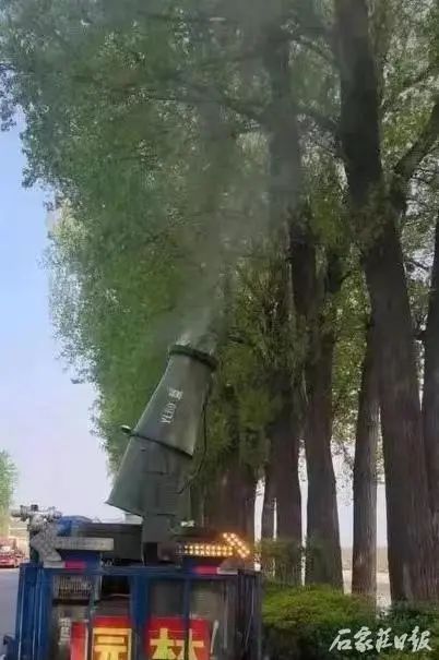 又到一年飞絮时，看石家庄这样治理，还需注意……
