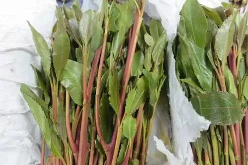 这些野菜可致命!快告诉家里人… 这些野菜可致命!快告诉家里人…