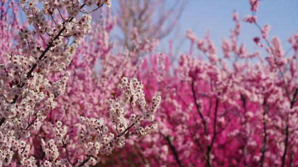 石家庄正定:古城梅花盛放 尽显春日好颜色 石家庄正定:古城梅花盛放 尽显春日好颜色