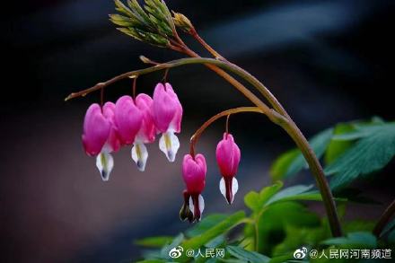 浪漫!荷包牡丹开出一串小心心 浪漫!荷包牡丹开出一串小心心