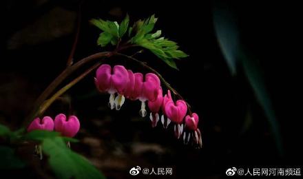 浪漫!荷包牡丹开出一串小心心 浪漫!荷包牡丹开出一串小心心