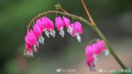 浪漫!荷包牡丹开出一串小心心 浪漫!荷包牡丹开出一串小心心