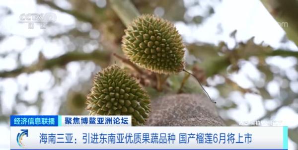 一整个大期待！国产榴莲将大规模上市