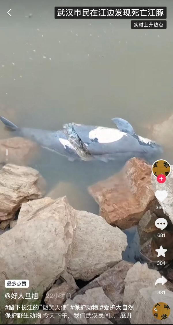 武汉发现一死亡江豚:身体几乎断成两截,已移交科研机构 武汉发现一死亡江豚:身体几乎断成两截,已移交科研机构