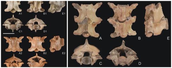 广西发现大型史前蛇类遗存 广西发现大型史前蛇类遗存