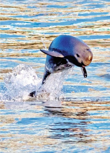 获救的长江江豚“209”又要当妈妈了