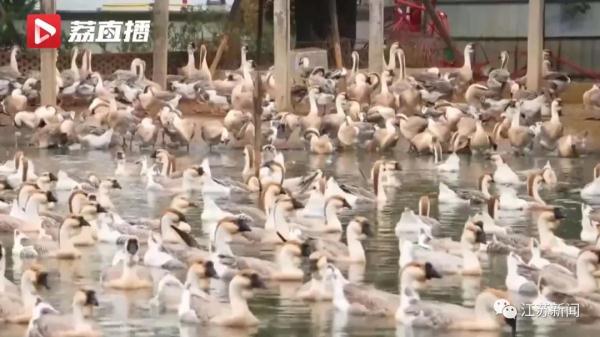 “鹅mazing!”这群大学生用“鹅脸识别技术”养鹅,有意思! “鹅mazing!”这群大学生用“鹅脸识别技术”养鹅,有意思!