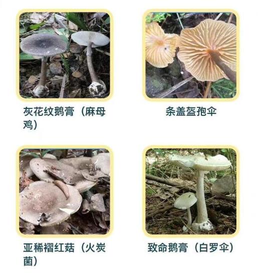 有毒!合肥疾控提醒:千万别吃 有毒!合肥疾控提醒:千万别吃