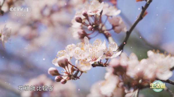【养生】解春困、消疲劳？秘密都在这杯茶里！