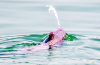 获救的长江江豚“209”又要当妈妈了