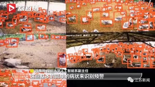 “鹅mazing!”这群大学生用“鹅脸识别技术”养鹅,有意思! “鹅mazing!”这群大学生用“鹅脸识别技术”养鹅,有意思!