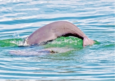 获救的长江江豚“209”又要当妈妈了