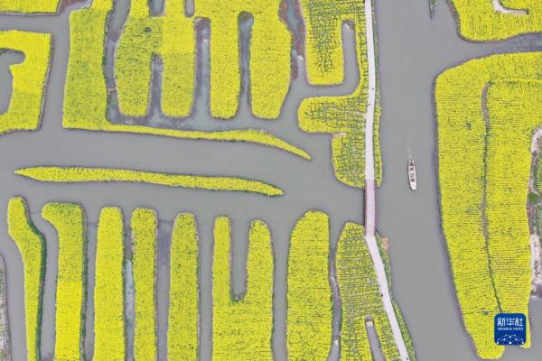 江苏兴化：“垛”上花开春意浓