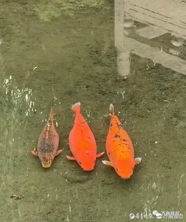 趵突泉“猪锂”胖上热搜！网友：原来游泳真的不减肥……