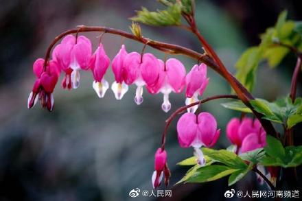 浪漫!荷包牡丹开出一串小心心 浪漫!荷包牡丹开出一串小心心