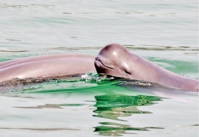 获救的长江江豚“209”又要当妈妈了