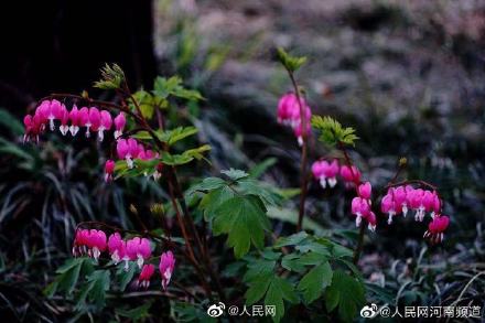 浪漫!荷包牡丹开出一串小心心 浪漫!荷包牡丹开出一串小心心