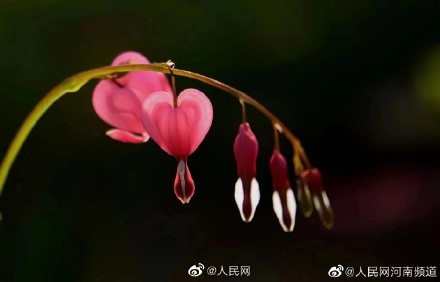 浪漫!荷包牡丹开出一串小心心 浪漫!荷包牡丹开出一串小心心