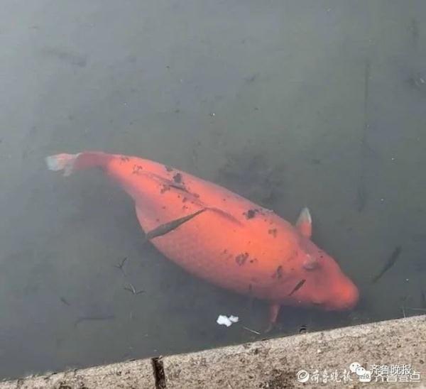 趵突泉“猪锂”胖上热搜！网友：原来游泳真的不减肥……
