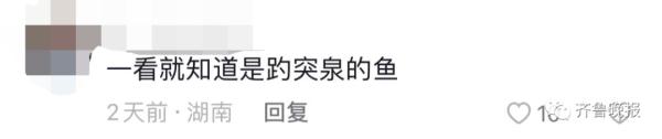 趵突泉“猪锂”胖上热搜！网友：原来游泳真的不减肥……