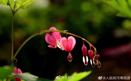 浪漫!荷包牡丹开出一串小心心 浪漫!荷包牡丹开出一串小心心
