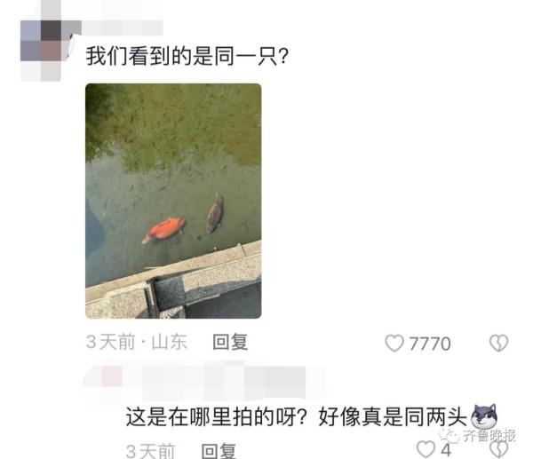 趵突泉“猪锂”胖上热搜！网友：原来游泳真的不减肥……