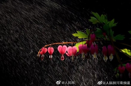 浪漫!荷包牡丹开出一串小心心 浪漫!荷包牡丹开出一串小心心