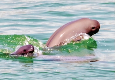 获救的长江江豚“209”又要当妈妈了