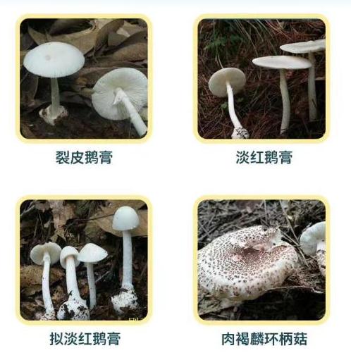 有毒!合肥疾控提醒:千万别吃 有毒!合肥疾控提醒:千万别吃