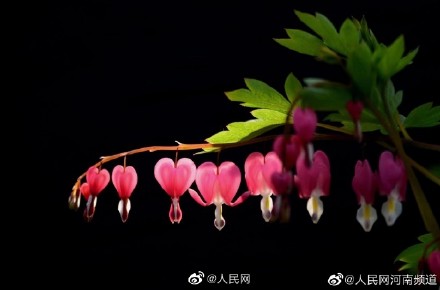 浪漫!荷包牡丹开出一串小心心 浪漫!荷包牡丹开出一串小心心