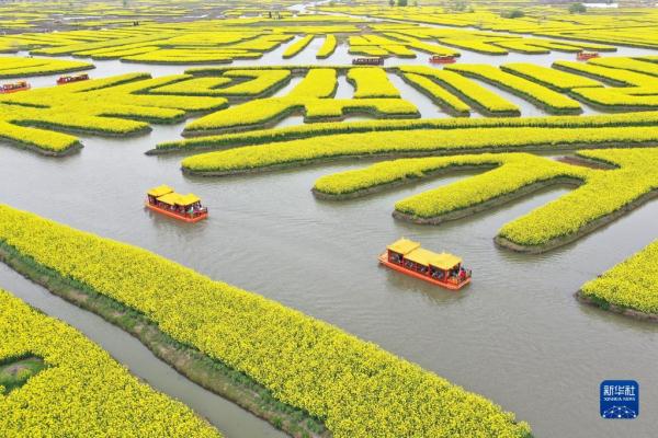 江苏兴化：“垛”上花开春意浓