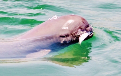 获救的长江江豚“209”又要当妈妈了