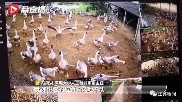 “鹅mazing!”这群大学生用“鹅脸识别技术”养鹅,有意思! “鹅mazing!”这群大学生用“鹅脸识别技术”养鹅,有意思!