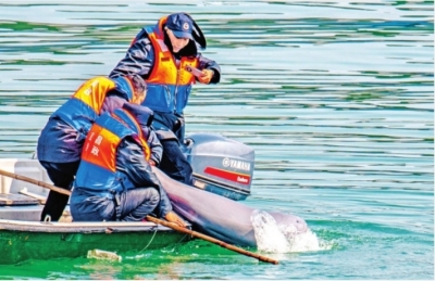 获救的长江江豚“209”又要当妈妈了