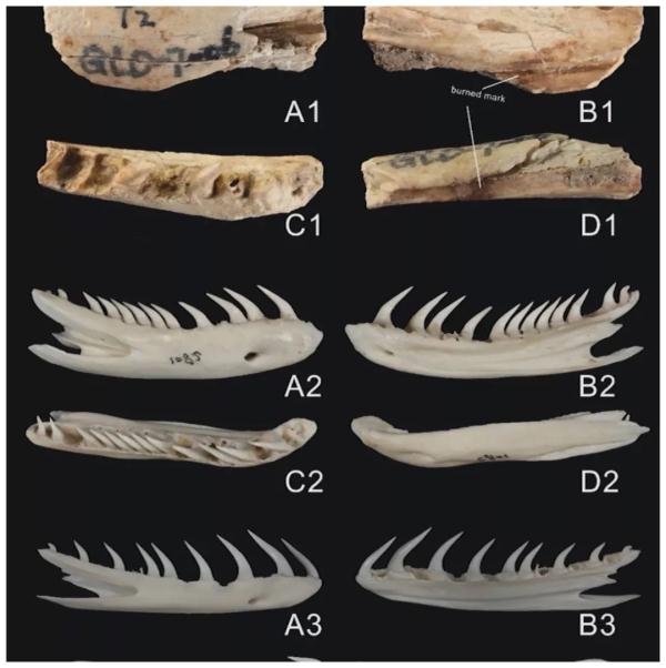 广西发现大型史前蛇类遗存 广西发现大型史前蛇类遗存