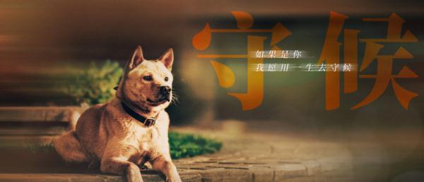 存眷故事真情伴随 电影《忠犬八公》3月31日上映