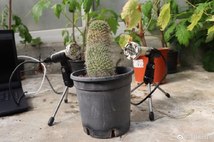 植物发出清晰声音被首次记录