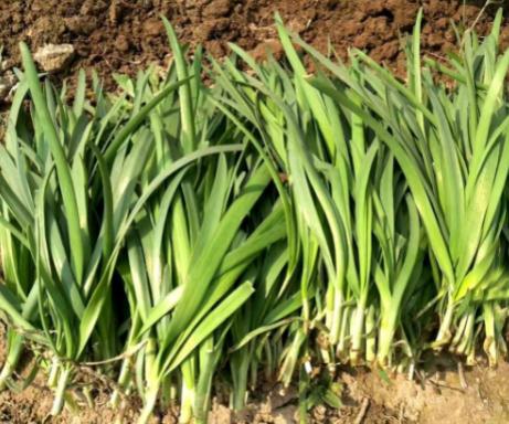 标准变了！农药残留限量放宽25倍，这个菜还能吃吗？专家解释来了