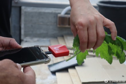 植物发出清晰声音被首次记录
