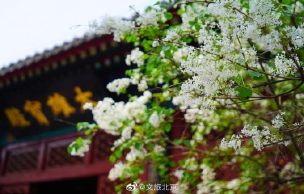 法源寺丁香映红墙青瓦禅意浓